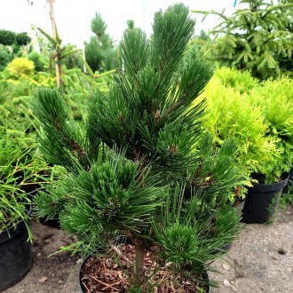 Сосна белокорая Грин Гиант / Pinus heldreichii Green Giant
Боснийская сосна - од. . фото 4
