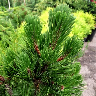 Сосна белокорая Грин Гиант / Pinus heldreichii Green Giant
Боснийская сосна - од. . фото 3
