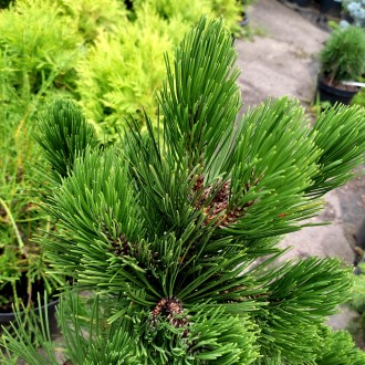 Сосна белокорая Грин Гиант / Pinus heldreichii Green Giant
Боснийская сосна - од. . фото 5