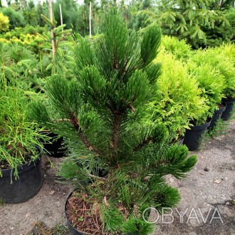 Сосна белокорая Грин Гиант / Pinus heldreichii Green Giant
Боснийская сосна - од. . фото 1