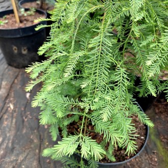 Метасеквойя Мисс Грейс / Metasequoia Miss Grace
Красивое растение со свисающими . . фото 2