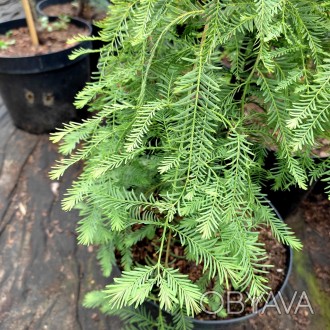 Метасеквойя Мисс Грейс / Metasequoia Miss Grace
Красивое растение со свисающими . . фото 1