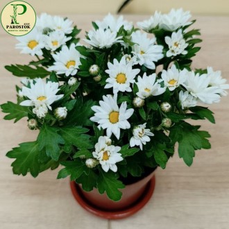 Хризантема (Chrysanthemum).. Київ. фото 1 Хризантема (Chrysanthemum).. Київ. фото 1