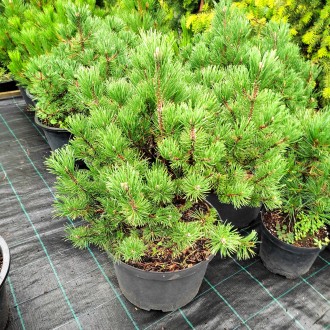 Сосна обыкновенная Сандрингем / Pinus sylvestris Sandringham
Штамбовая форма сос. . фото 3