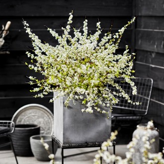 Спирея сливолистная Голдфаер / С3 / Spiraea prunifolia Goldfire. Балаклея. фото 1 Спирея сливолистная Голдфаер / С3 / Spiraea prunifolia Goldfire. Балаклея. фото 1