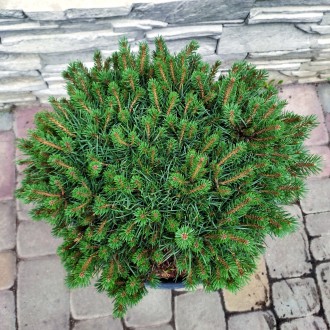 Сосна обыкновенная Бевроненсис / Pinus sylvestris Beuvronensis
Карликовая плотна. . фото 6