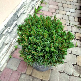 Сосна обыкновенная Бевроненсис / Pinus sylvestris Beuvronensis
Карликовая плотна. . фото 5