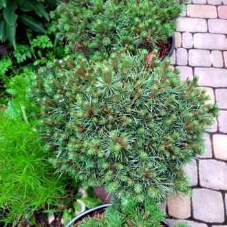 Сосна обыкновенная Бевроненсис / Pinus sylvestris Beuvronensis
Карликовая плотна. . фото 2