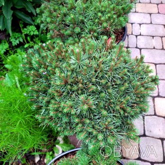 Сосна обыкновенная Бевроненсис / Pinus sylvestris Beuvronensis
Карликовая плотна. . фото 1