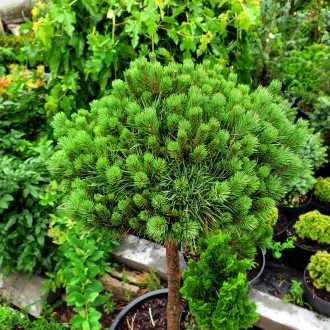 Сосна обыкновенная Бевроненсис / Pinus sylvestris Beuvronensis
Карликовая плотна. . фото 4