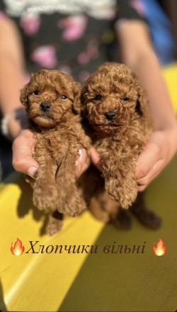 Мальтипу. Київ. фото 1 Мальтипу. Київ. фото 1