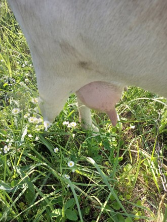 Заано-нубійська 50/50% коза після 2-го окоту, молоко густе,  смачне. На даному е. . фото 2