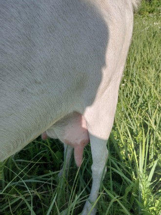 Заано-нубійська 50/50% коза після 2-го окоту, молоко густе,  смачне. На даному е. . фото 4