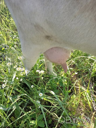 Заано-нубійська 50/50% коза після 2-го окоту, молоко густе,  смачне. На даному е. . фото 1