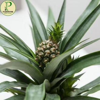 Ананас Карликовий. Кімнатний (Ananas Nanus).. Київ. фото 1 Ананас Карликовий. Кімнатний (Ananas Nanus).. Київ. фото 1