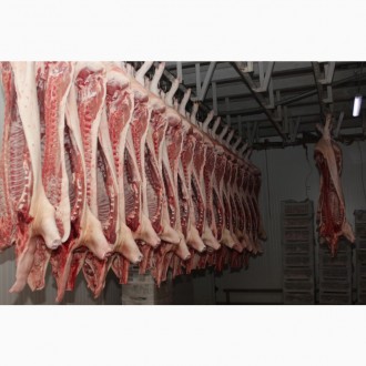 Виробник м'яса пропонує свинину оптом за доступними цінами!

Налагоджений. . фото 3