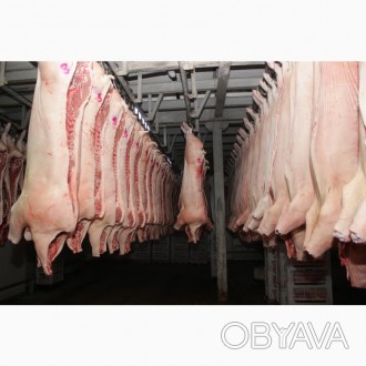 Виробник м'яса пропонує свинину оптом за доступними цінами!

Налагоджений. . фото 1