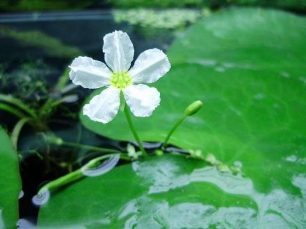 Продам аквариумные растения
Нимфоидес (Nymphoides aquatica) Симпатичное растени. . фото 5