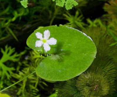 Продам аквариумные растения
Нимфоидес (Nymphoides aquatica) Симпатичное растени. . фото 4