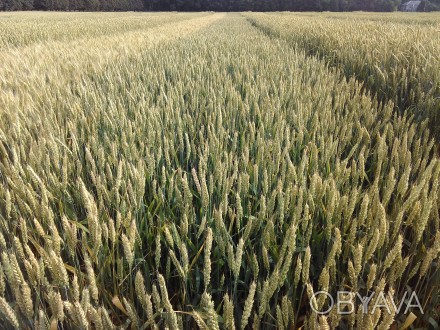 Характеристики насіння озимої пшениці "Скаген":
Вегетаційний період: . . фото 1