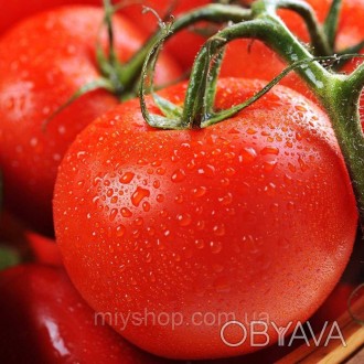 Ранний индетерминантный гибрид томата для выращивания в закрытом и открытом грун. . фото 1