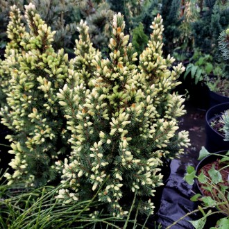 Ель сизая Старлайт / Picea glauca Starlight
Медленнорастущий сорт ели белой с ре. . фото 3
