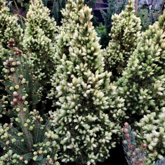 Ель сизая Старлайт / Picea glauca Starlight
Медленнорастущий сорт ели белой с ре. . фото 2