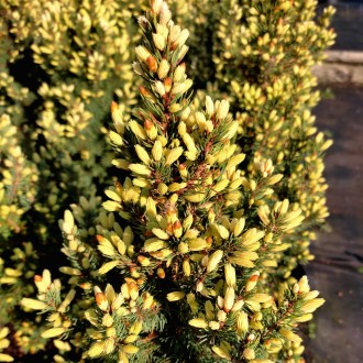Ель сизая Старлайт / Picea glauca Starlight
Медленнорастущий сорт ели белой с ре. . фото 6