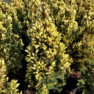 Ель сизая Старлайт / Picea glauca Starlight
Медленнорастущий сорт ели белой с ре. . фото 5