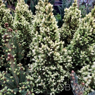 Ель сизая Старлайт / Picea glauca Starlight
Медленнорастущий сорт ели белой с ре. . фото 1