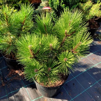 Сосна черная Ганимед / Pinus nigra Ganymedes
Декоративный сорт сосны с разлогой . . фото 3