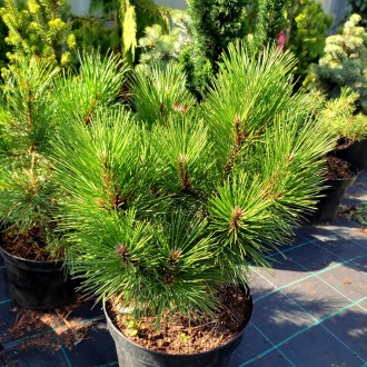 Сосна черная Ганимед / Pinus nigra Ganymedes
Декоративный сорт сосны с разлогой . . фото 2