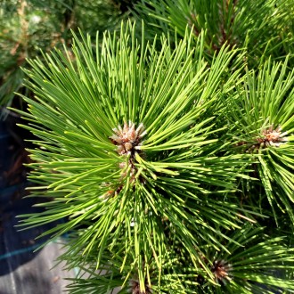 Сосна черная Ганимед / Pinus nigra Ganymedes
Декоративный сорт сосны с разлогой . . фото 4