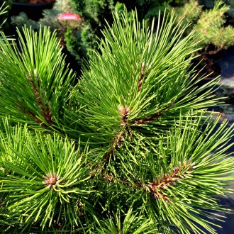 Сосна черная Ганимед / Pinus nigra Ganymedes
Декоративный сорт сосны с разлогой . . фото 5