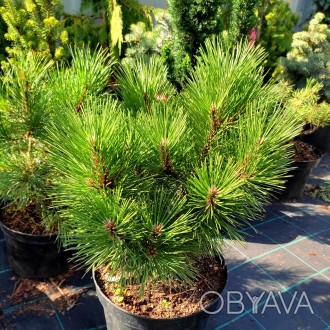 Сосна черная Ганимед / Pinus nigra Ganymedes
Декоративный сорт сосны с разлогой . . фото 1