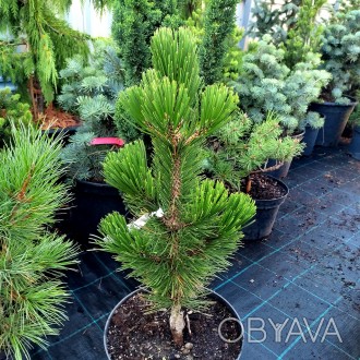 Сосна белокорая Литл Дракула / Pinus heldreichii Little Dracula
Сорт боснийской . . фото 1