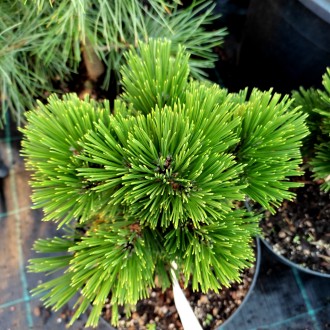 Сосна белокорая 'Пирин 4' / Pinus heldreichii 'Pirin 4'
Сорт боснийской сосны с . . фото 3
