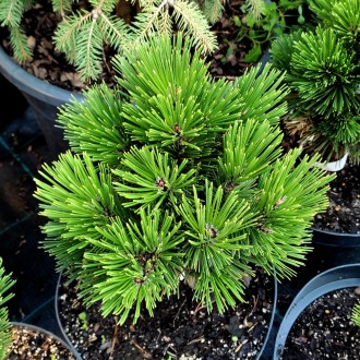 Сосна белокорая 'Пирин 4' / Pinus heldreichii 'Pirin 4'
Сорт боснийской сосны с . . фото 2