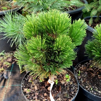 Сосна белокорая 'Пирин 4' / Pinus heldreichii 'Pirin 4'
Сорт боснийской сосны с . . фото 4