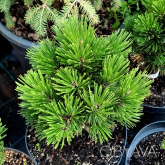 Сосна белокорая 'Пирин 4' / Pinus heldreichii 'Pirin 4'
Сорт боснийской сосны с . . фото 1