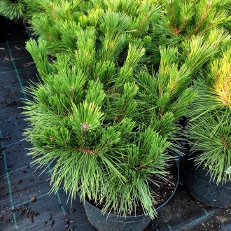 Сосна густоцветковая Ватнонг / Pinus densiflora Watnong
Разновидность густоцветк. . фото 5