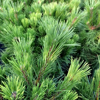 Сосна густоцветковая Ватнонг / Pinus densiflora Watnong
Разновидность густоцветк. . фото 4