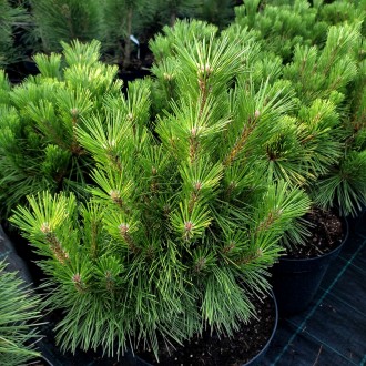 Сосна густоцветковая Ватнонг / Pinus densiflora Watnong
Разновидность густоцветк. . фото 3