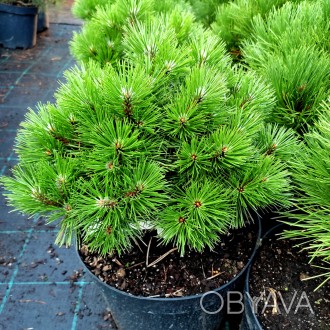 Сосна черная Агнес Брегон / Pinus nigra Agnes Bregeon
Медленно растущий сорт чер. . фото 1