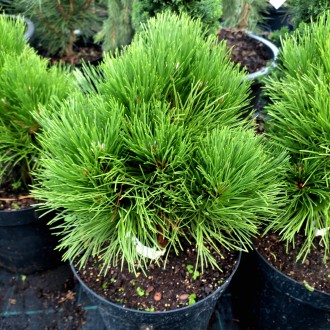 Сосна черная Себененсис Нана / Pinus nigra Cebennensis Nana
Карликовый сорт черн. . фото 3