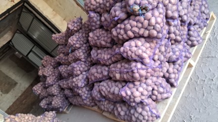 Продаємо дуже смачну та розваристу картоплю, сорт білароса, вирощену на власному. . фото 4