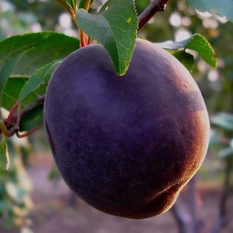 Продам саджанці плодових дерев яблуня ,груша,слива,абрикос,вишня,,черешня,персик. . фото 3