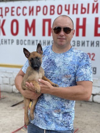 Продаются цуценята бельгійської вівчарки -Малинуа из питомника Boiko line. Одесса. фото 1 Продаются цуценята бельгійської вівчарки -Малинуа из питомника Boiko line. Одесса. фото 1
