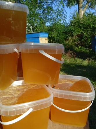 Продам Соняшниковий мед з власної пасіки.
Пасіка розташована на березі річки Ят. . фото 2