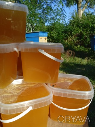 Продам Соняшниковий мед з власної пасіки.
Пасіка розташована на березі річки Ят. . фото 1